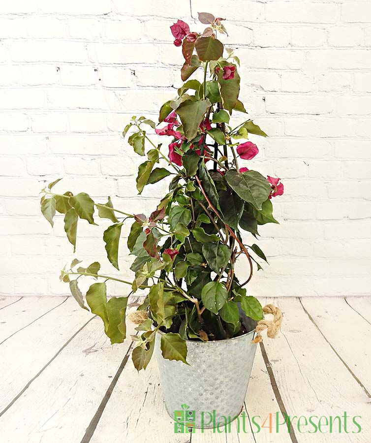 Large Pink Bougainvillea Pyramid