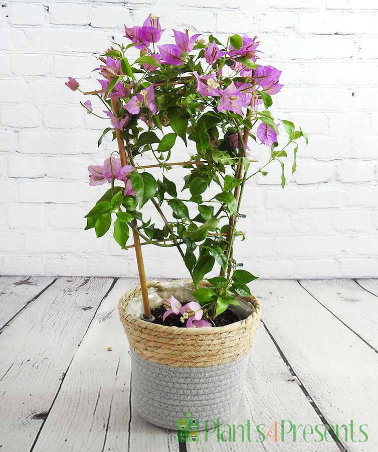 Purple bougainvillea trellis