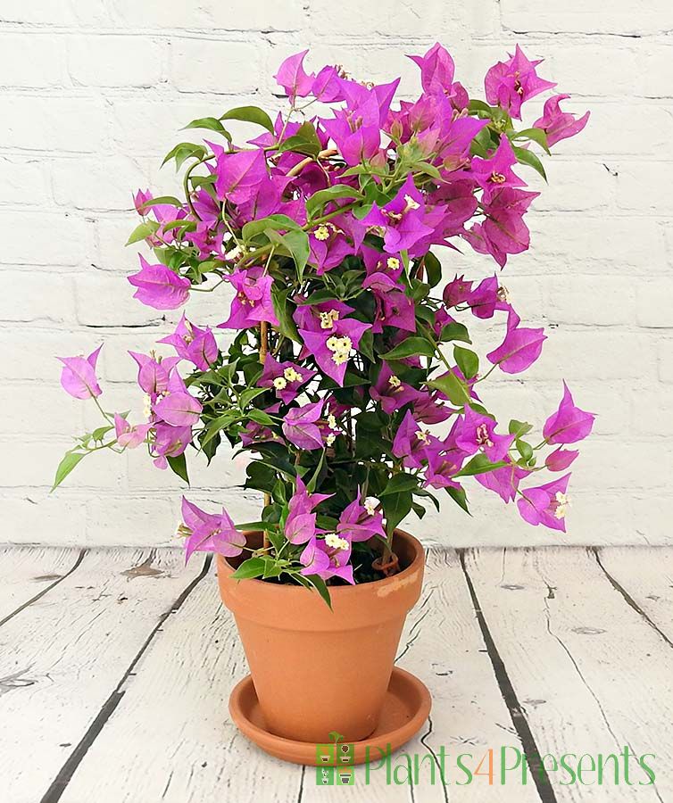 Bougainvillea Trellis Purple Glabra
