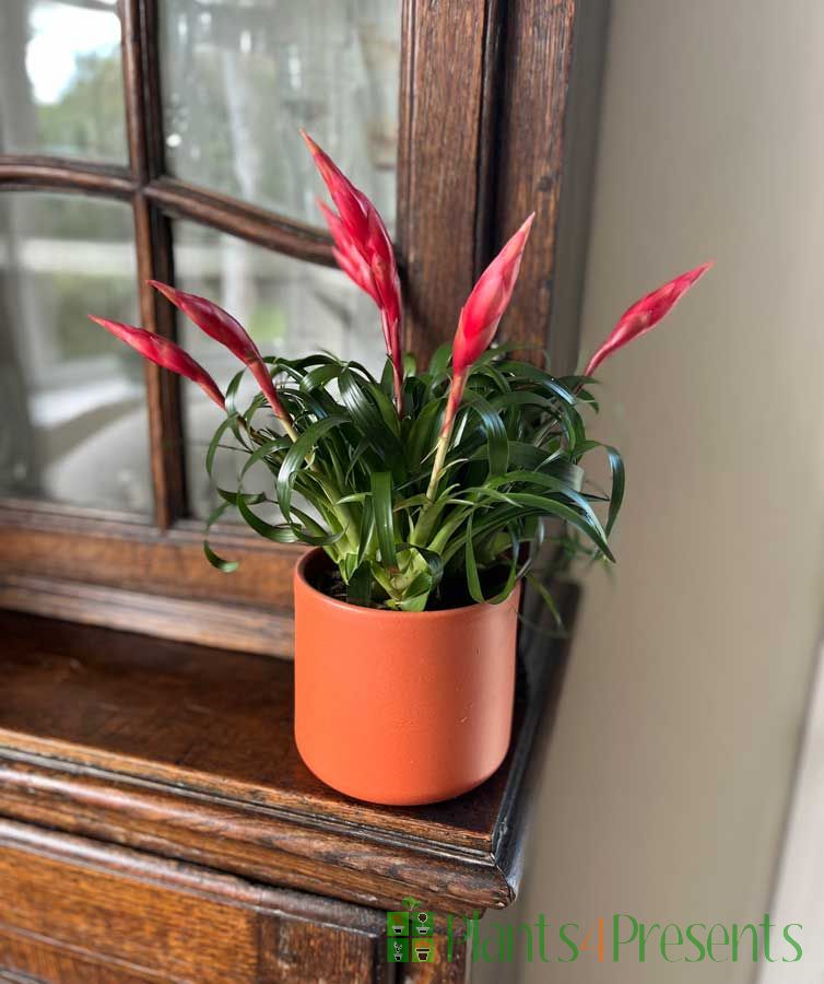 Bromeliad