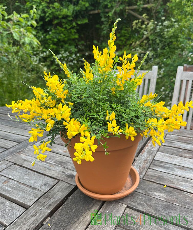 Flowering Broom May