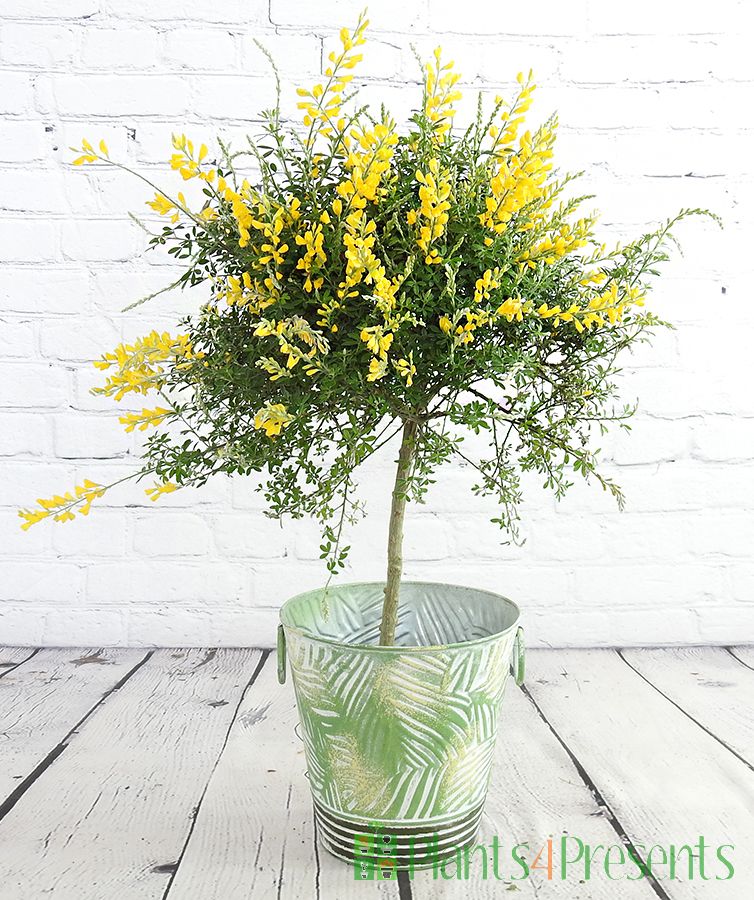 Topiary flowering broom