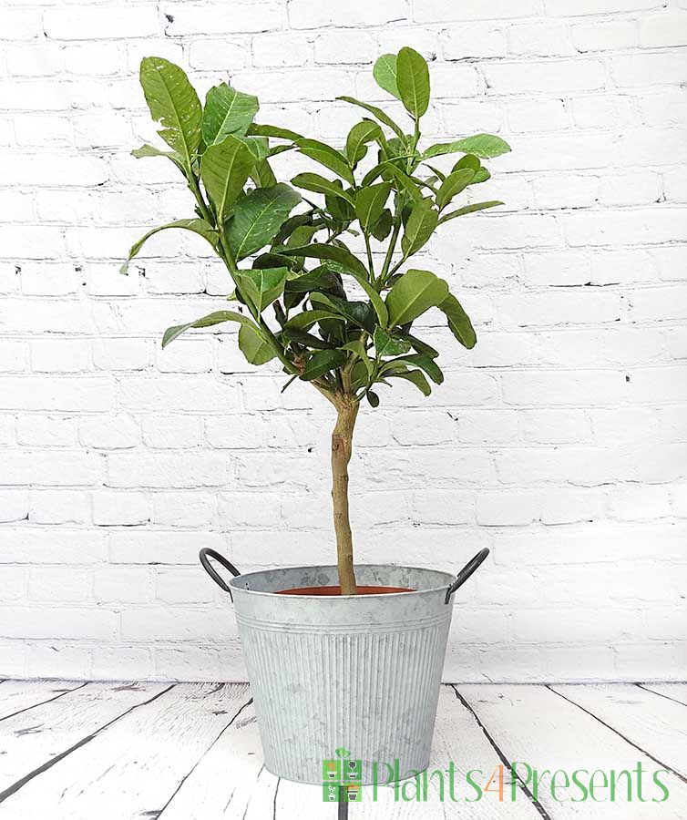 Buddhas Hand in giant ribbed pail