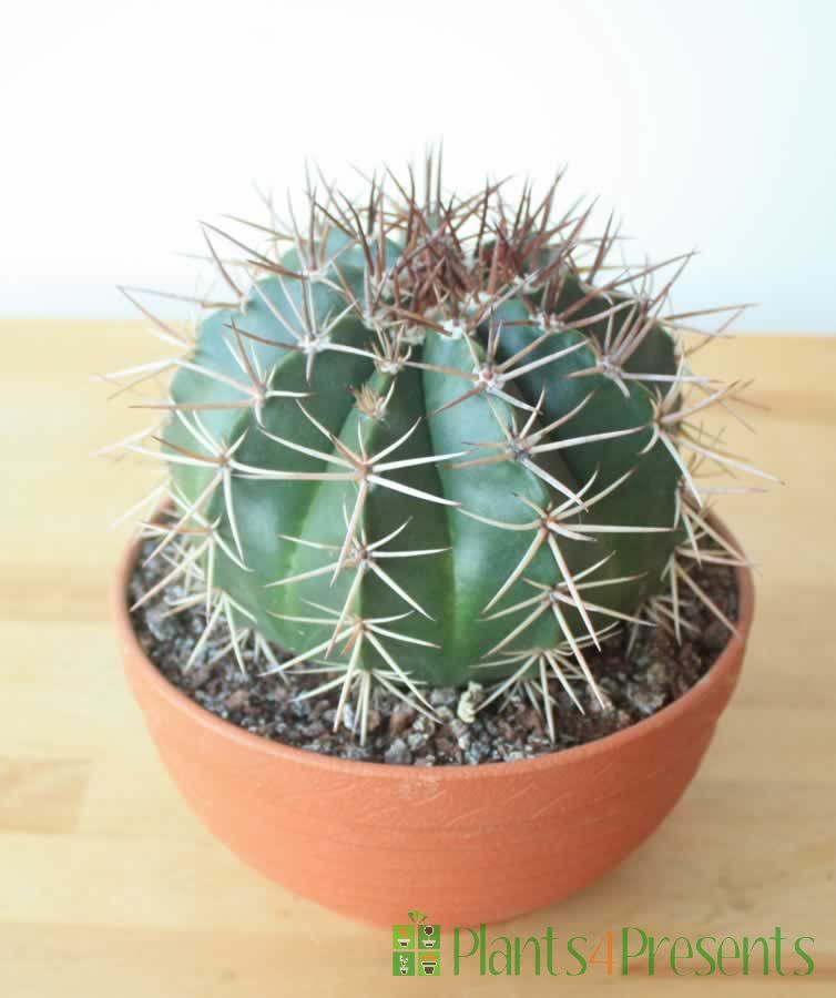 Ball Cactus              