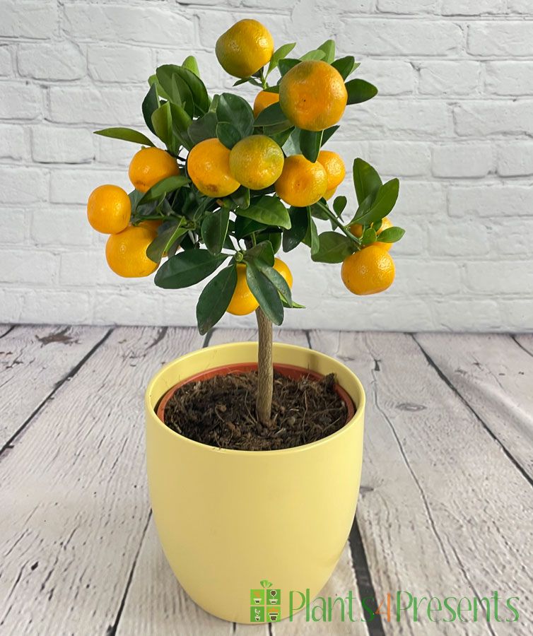 Calamondin