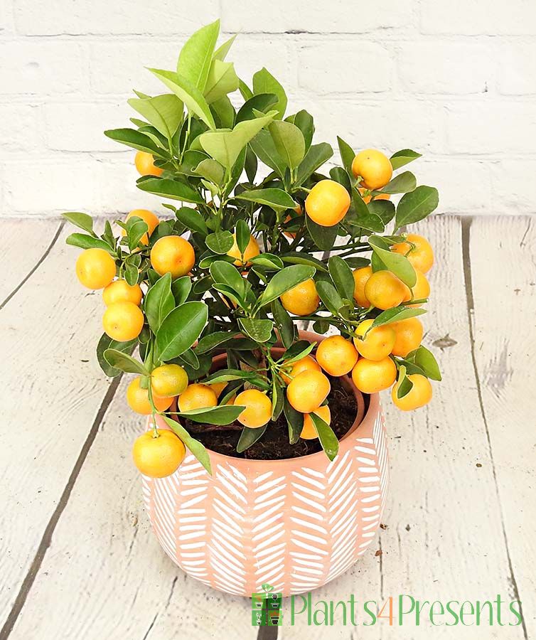 Calamondin Tree          