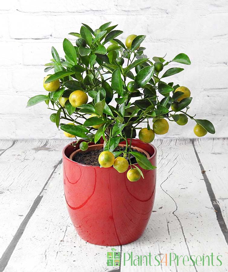 Calamondin with ripening fruits