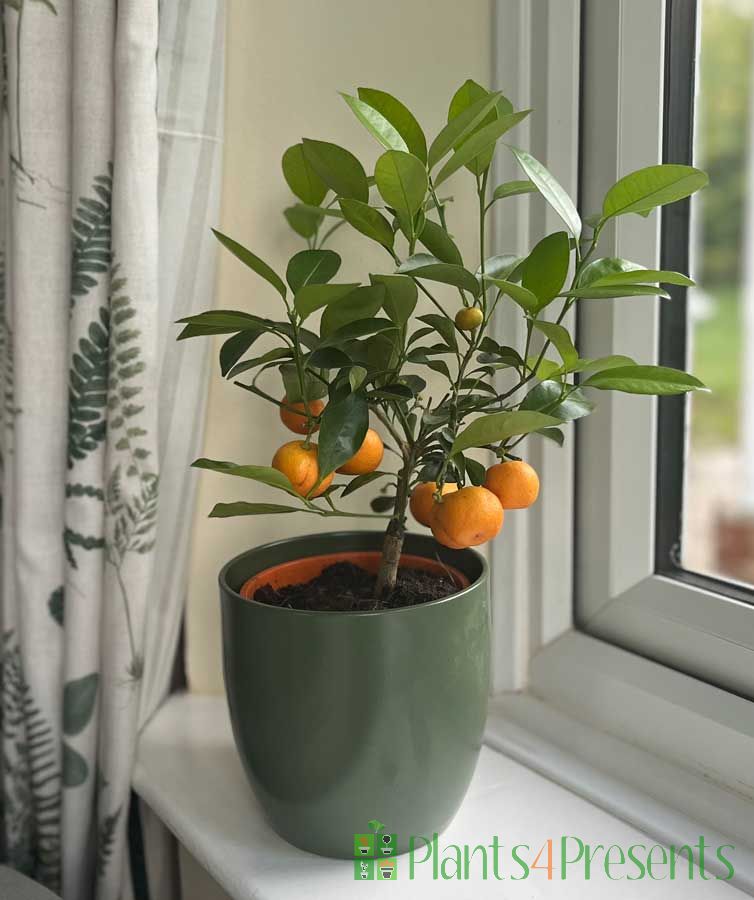 Calamondin 2025 