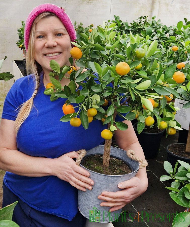 Emily with the new season calamondins