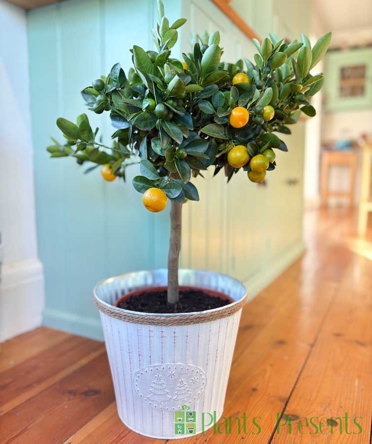 Large Calamondin