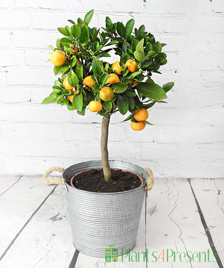Large Calamondin