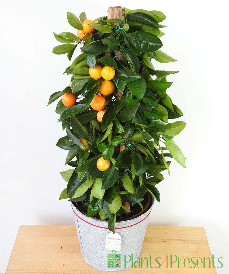 Calamondin Pyramid 2020