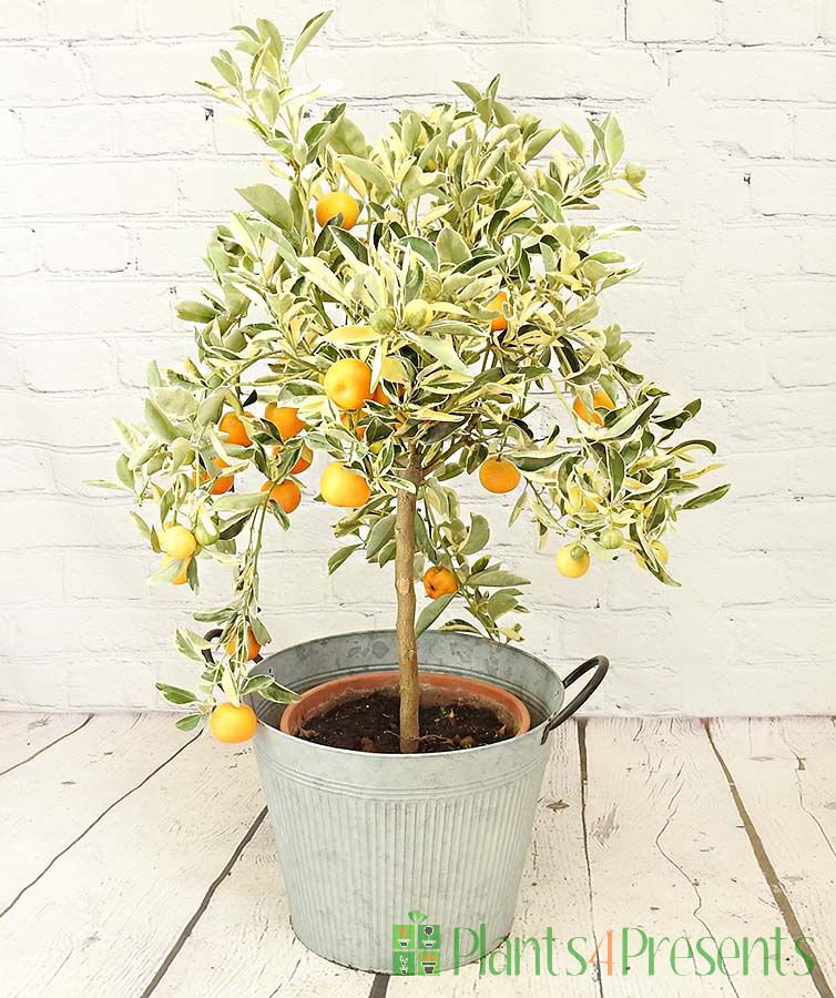 Variegated calamondin May 24