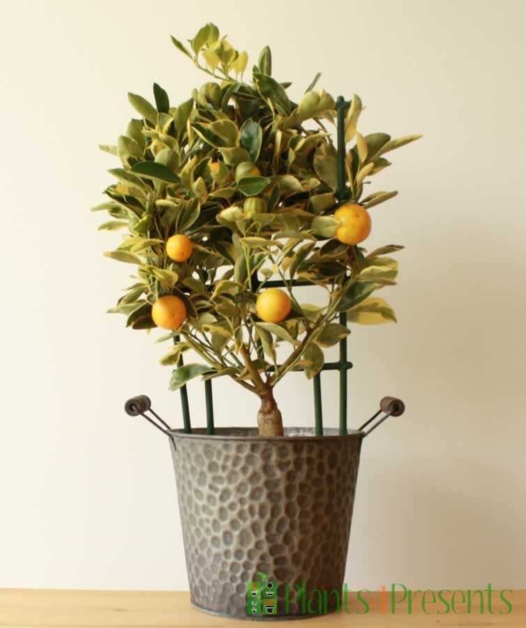 Variegated calamondin