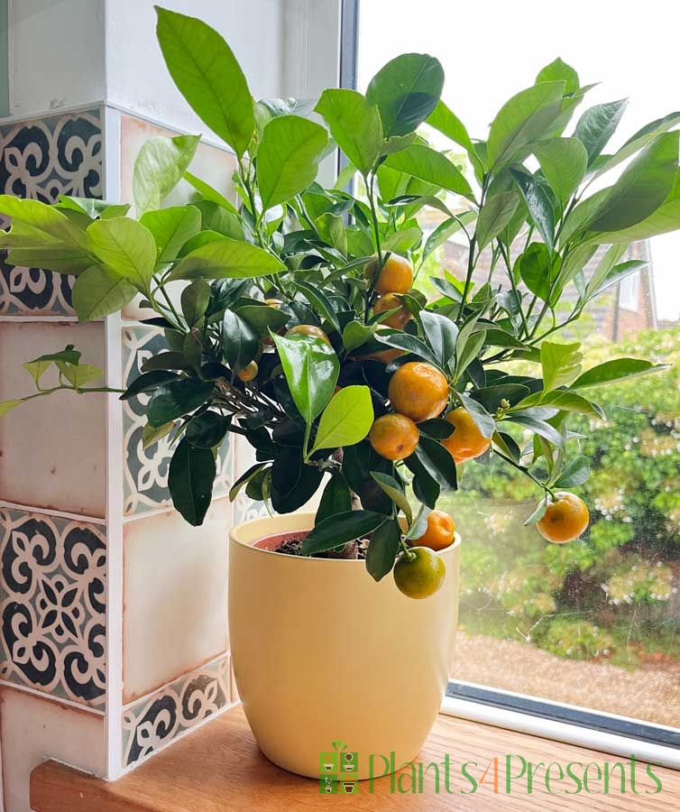 Calamondin windowsill 2025