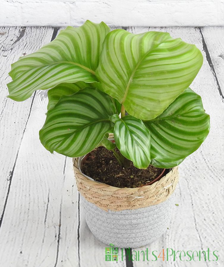 Calathea Orbifolia