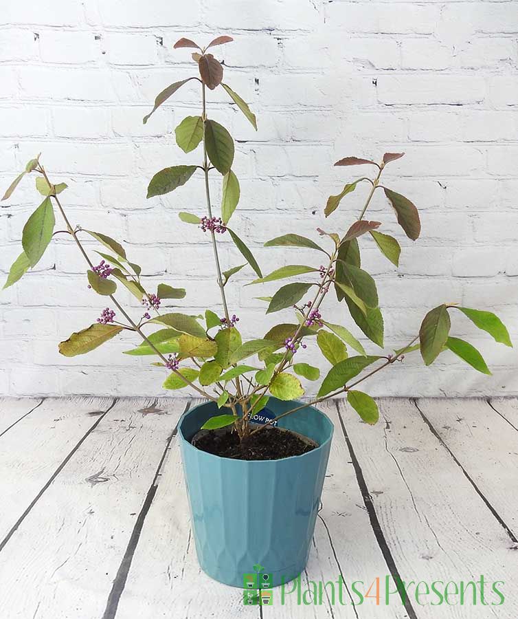 Callicarpa in Teal Recycled pot