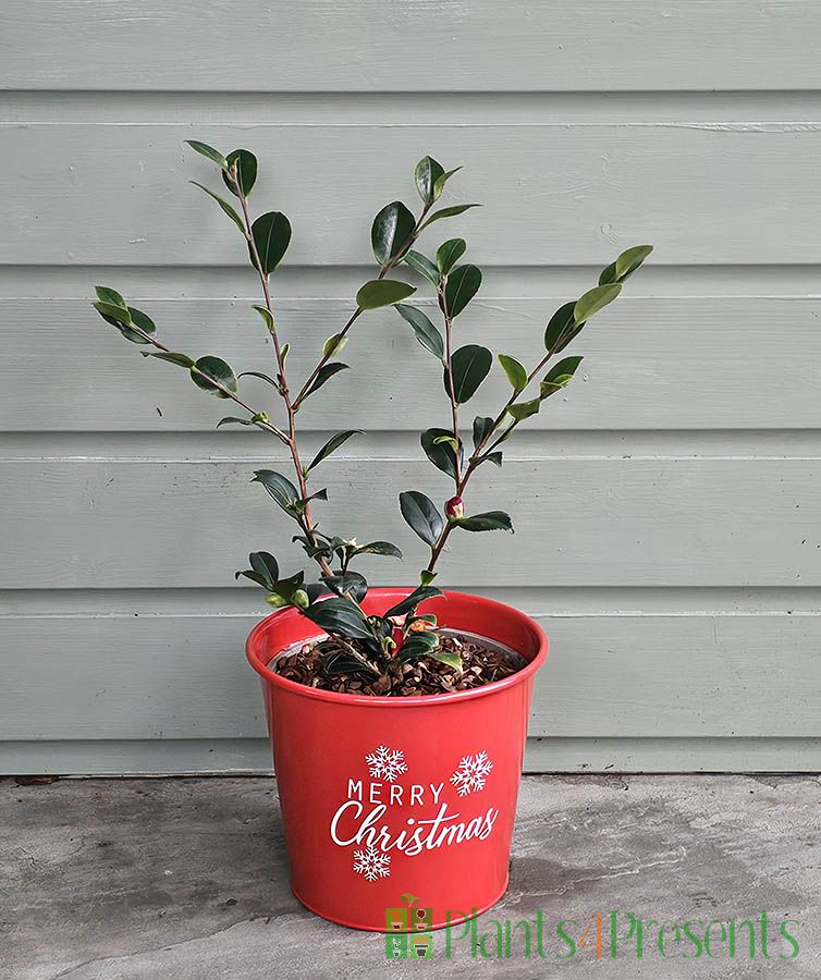 Yuletide Camellia