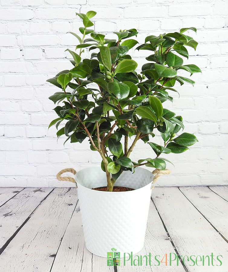 Large Camellia with lots fo flower buds developing