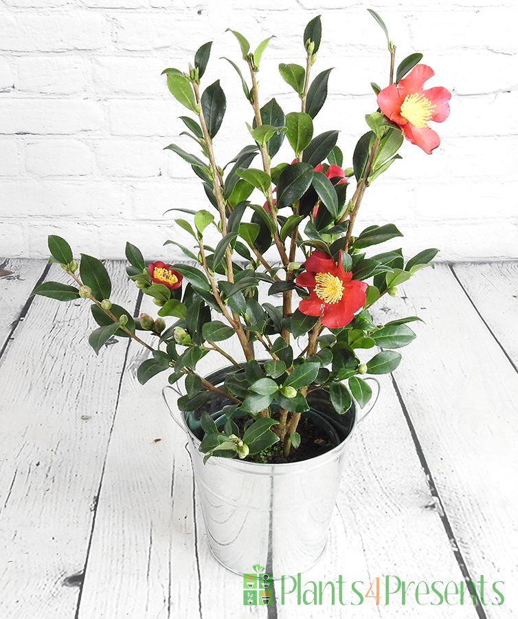 red camellia sasanqua