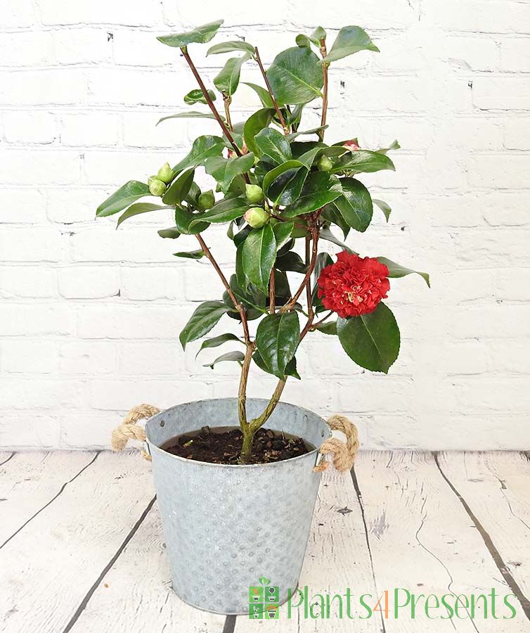 Large red camellia bud and bloom