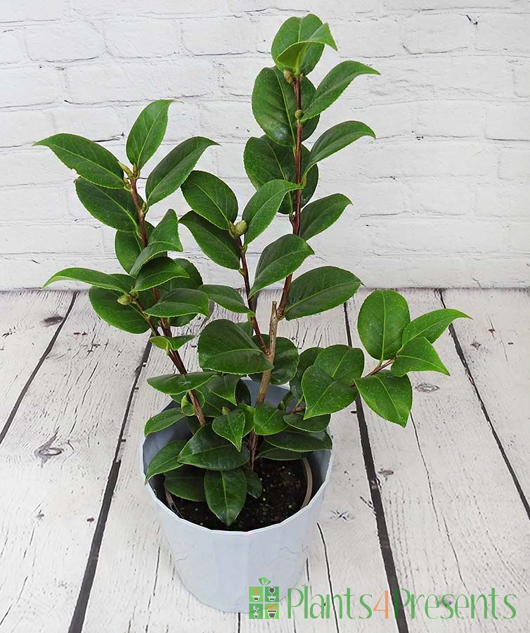 Red Camellia