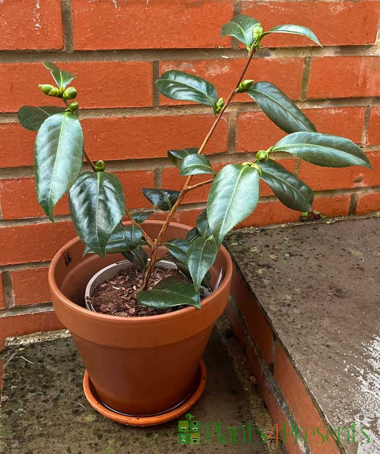 New Season Silver Anniversary Camellias