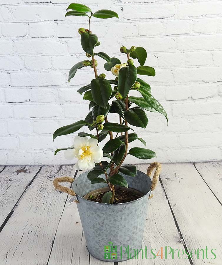 Silver Anniversary Camellia