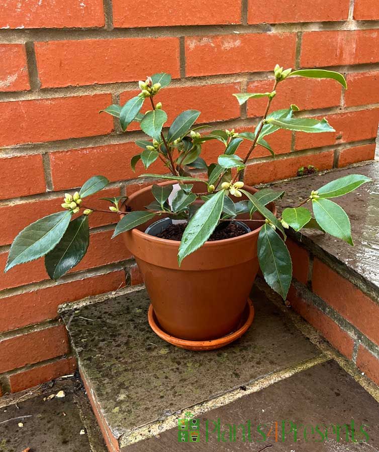 Early Flowering Camellia
