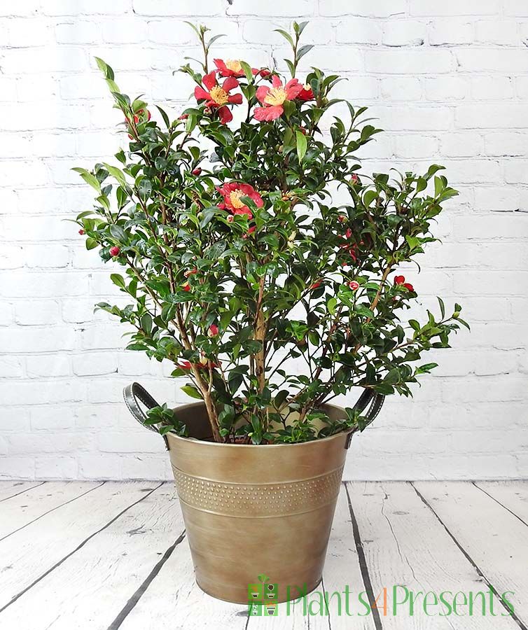 Camellia sansaqua Yuletide in Bronze Pail