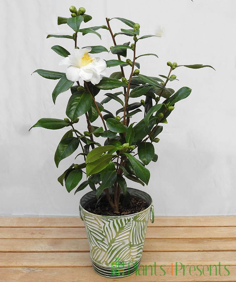 camellia silver anniversary