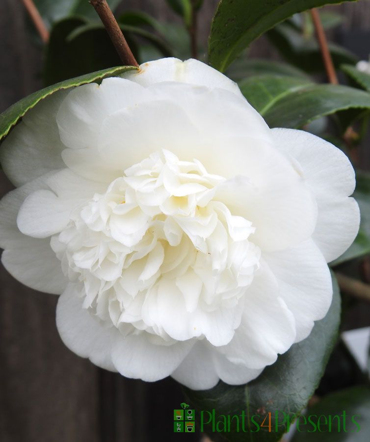 White Camellia