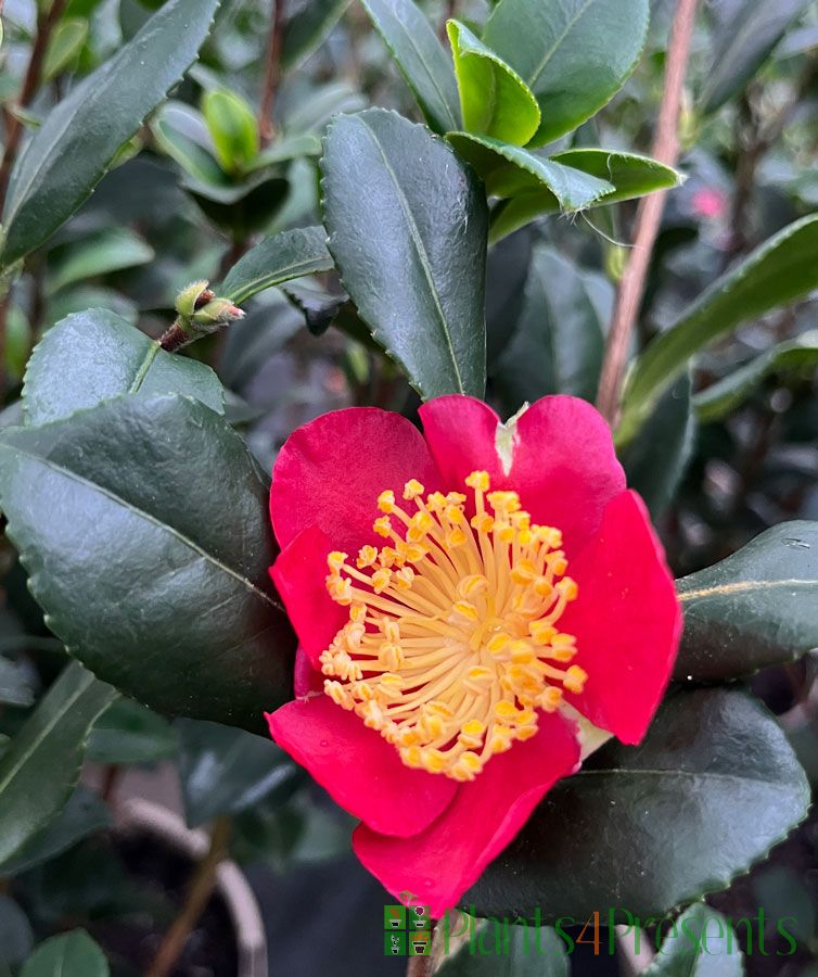 Festive yuletide camellia