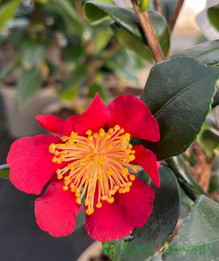 Festive Camellia Yuletide