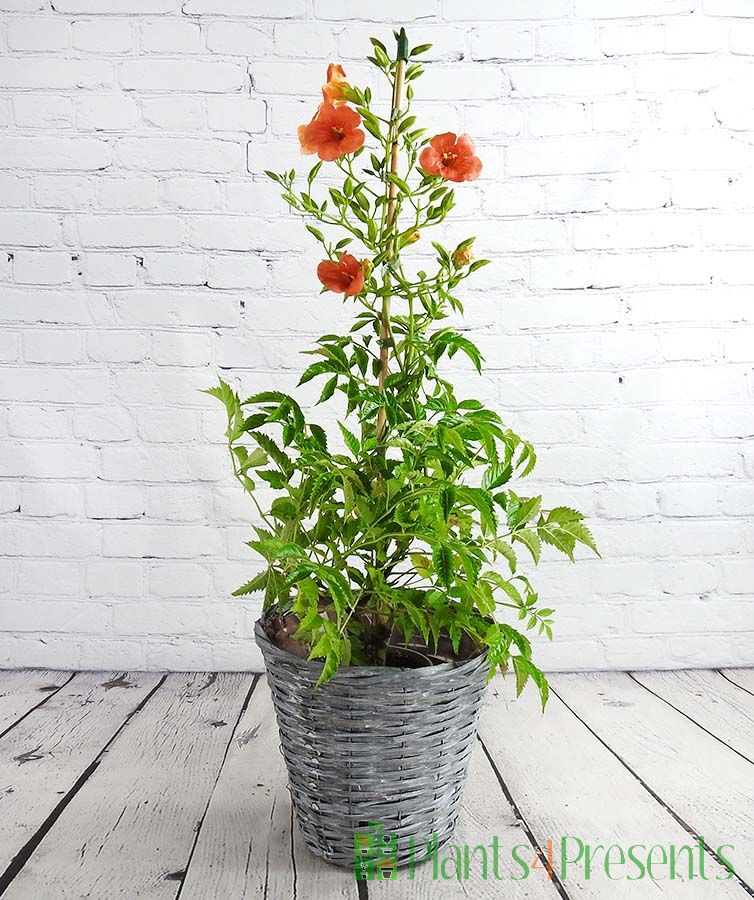 Campsis in flower and bud