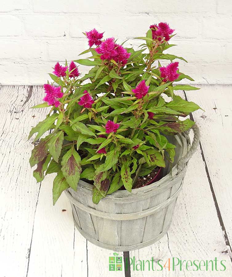 Celosia in Grey Barrel