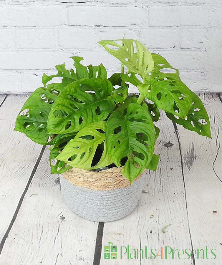 Mini Monstera