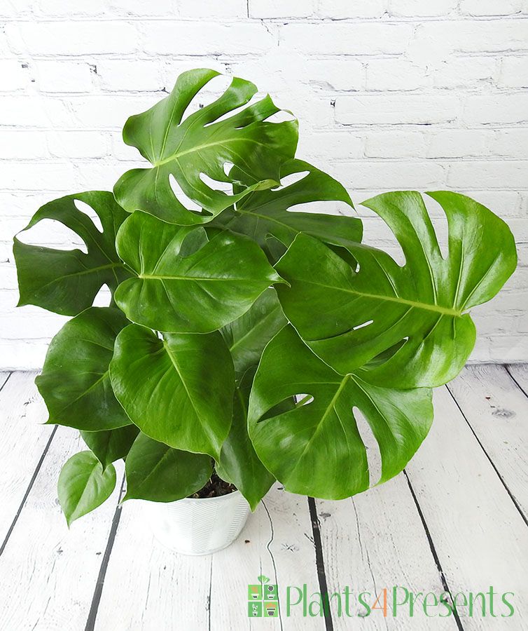 Monstera cheese plant  From Above