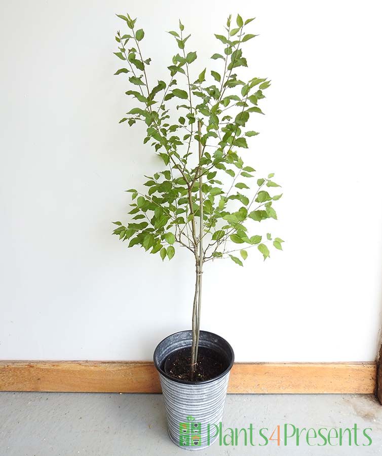 Cherry Plum