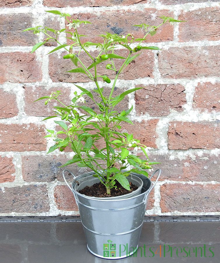 Chilli Plant Apache