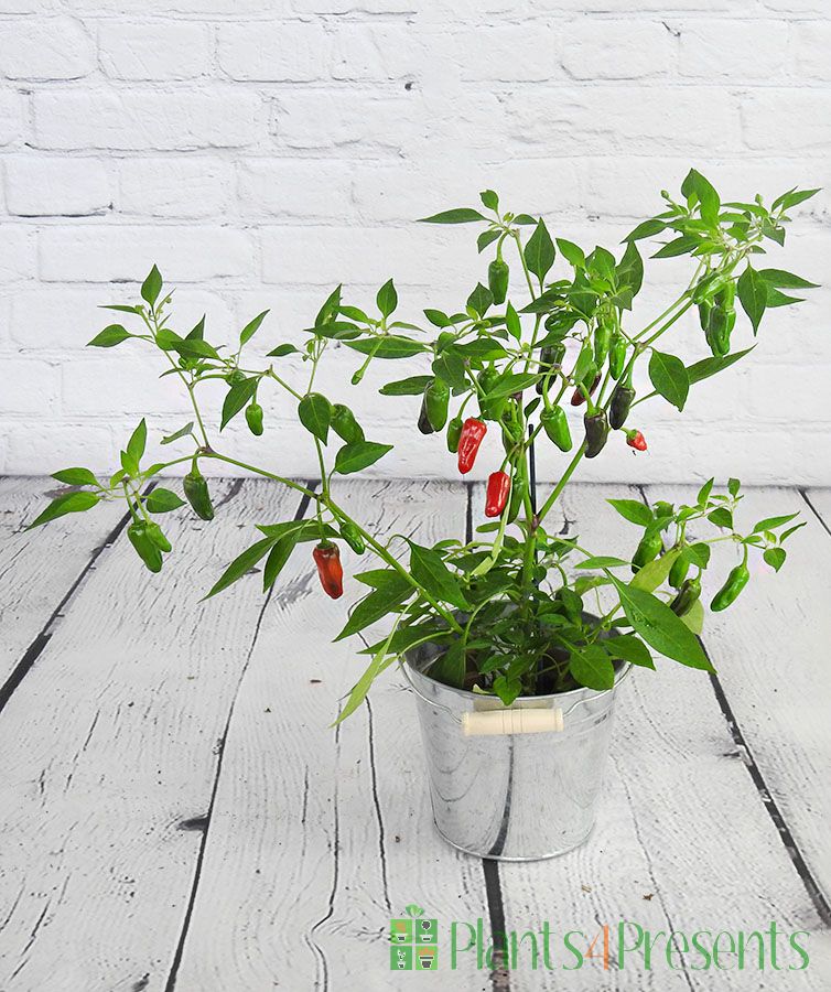 Apachi Chilli