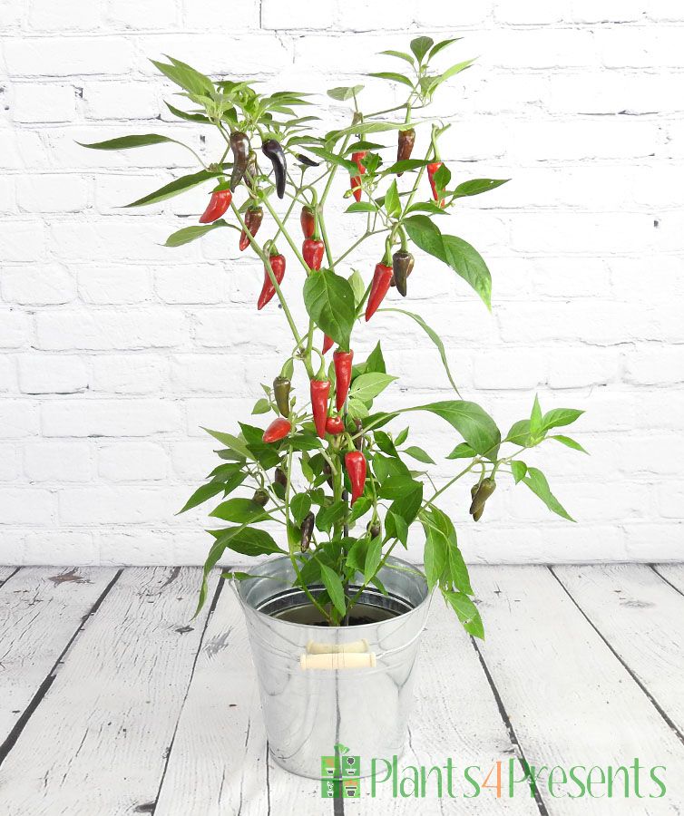 Purple Chilli Plant