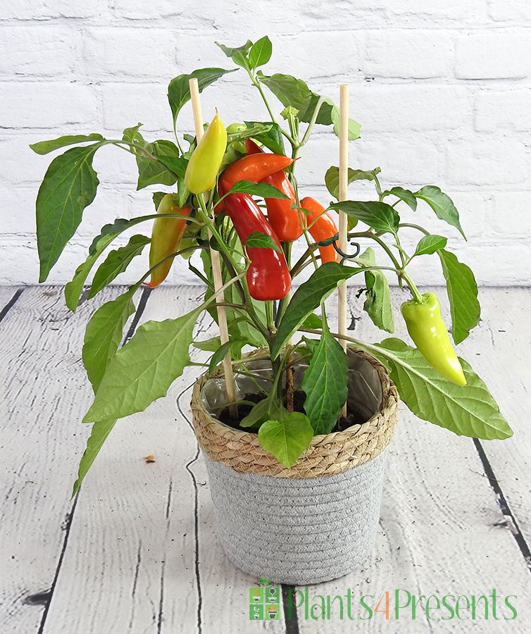 Mild chilli