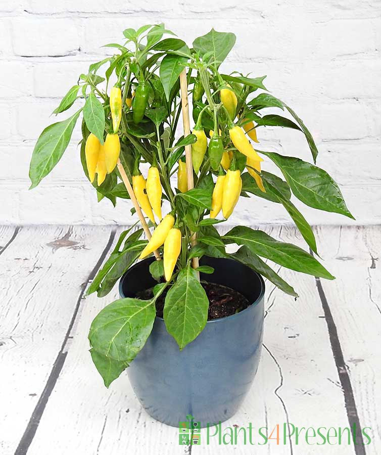 Tasty Yellow chilli 