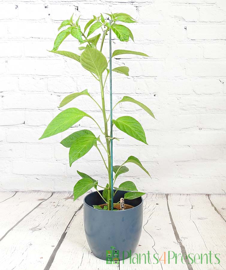 Scotch bonnet early season