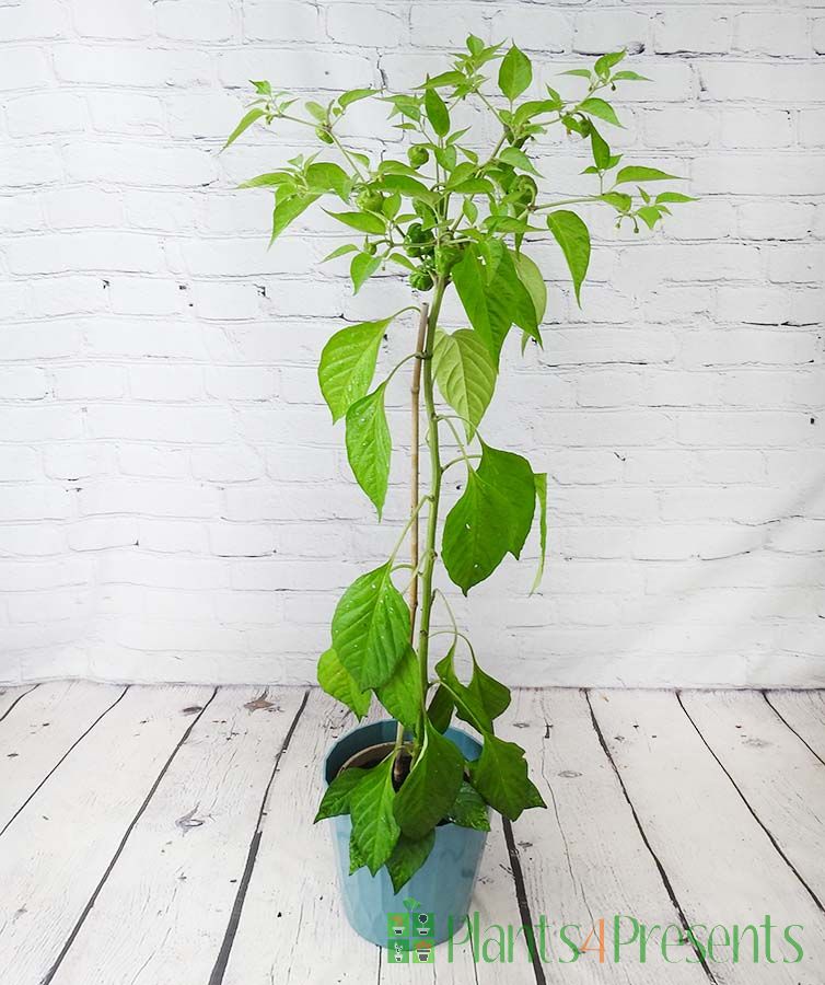 Scotch Bonnet 2025