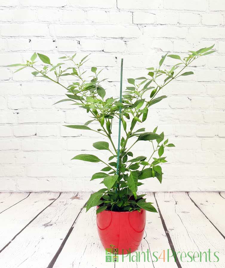 apache chilli plant