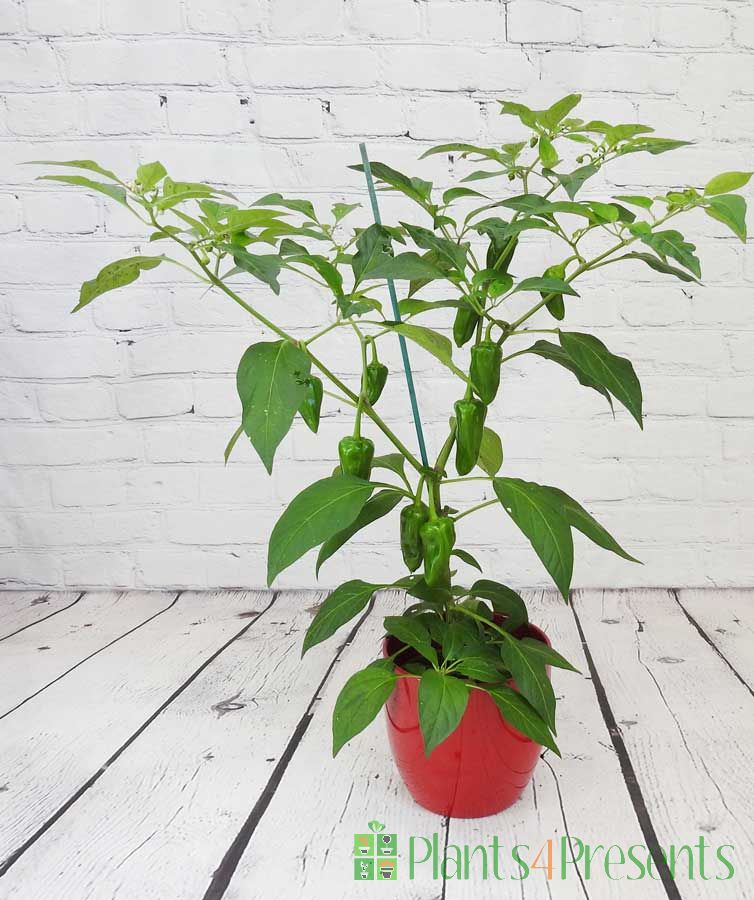 Cheyenne chilli plant