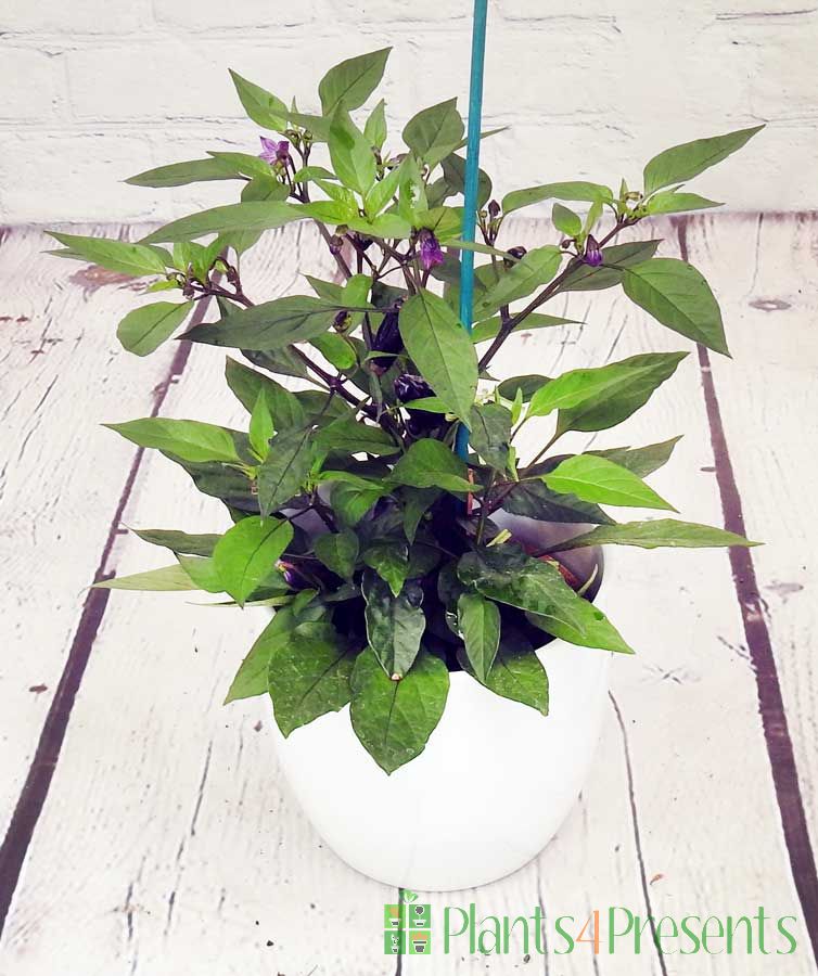 Pot black chilli plant