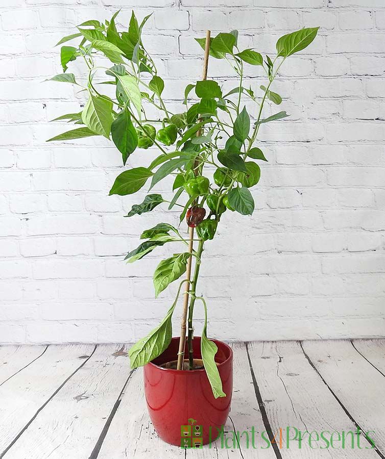 Scotch Bonnet Chilli     